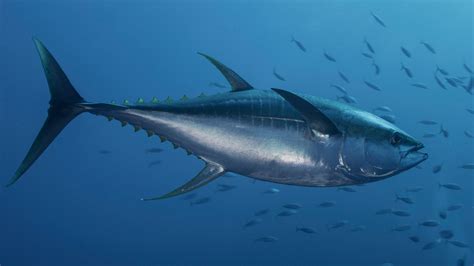 tuna business figgerits|Pacific Island Tuna .